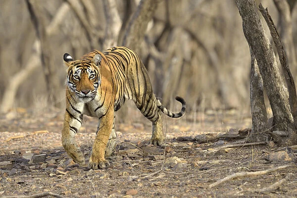 Bengal Tiger -Panthera tigris tigris- in the dry forest of Ranthambore Tiger Reserve, India