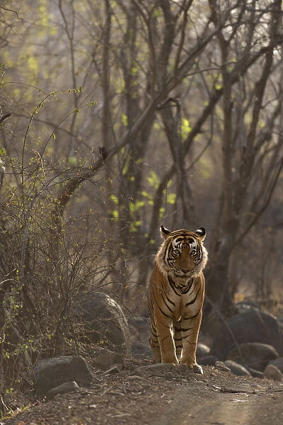 Bengal Tiger -Panthera tigris tigris- in the dry forest of Ranthambore Tiger Reserve, India