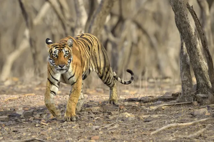 Framed Print : Bengal Tiger -Panthera tigris tigris- in the dry forest of Ranthambore Tiger Reserve, India Framed Print : Bengal Tiger -Panthera tigris tigris- in the dry forest of Ranthambore Tiger Reserve, India