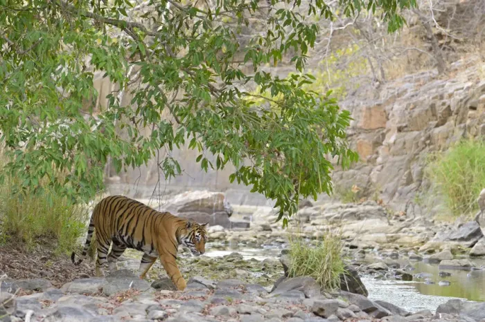 Framed Print : Bengal Tiger -Panthera tigris tigris- in a dry valley, Ranthambhore National Park, Sawai Madhopur, India Framed Print : Bengal Tiger -Panthera tigris tigris- in a dry valley, Ranthambhore National Park, Sawai Madhopur, India