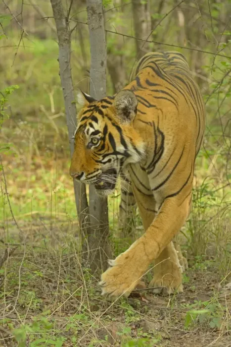 Framed Print : Bengal Tiger -Panthera tigris tigris- in the forest, Ranthambhore National Park, Sawai Madhopur, India Framed Print : Bengal Tiger -Panthera tigris tigris- in the forest, Ranthambhore National Park, Sawai Madhopur, India