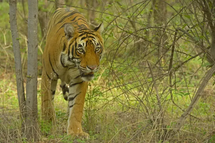 Framed Print : Bengal Tiger -Panthera tigris tigris- in the forest, Ranthambhore National Park, Sawai Madhopur, India Framed Print : Bengal Tiger -Panthera tigris tigris- in the forest, Ranthambhore National Park, Sawai Madhopur, India