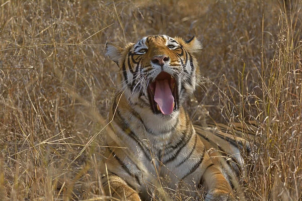 Bengal Tiger -Panthera tigris tigris- lying down and yawning in the dry forests of Ranthambore Tiger Reserve, India