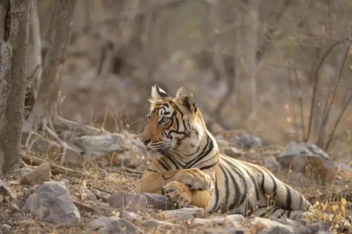 Framed Print : Bengal Tiger -Panthera tigris tigris- lying in the dry summer forest, Ranthambhore National Park, Sawai Madhopur, India Framed Print : Bengal Tiger -Panthera tigris tigris- lying in the dry summer forest, Ranthambhore National Park, Sawai Madhopur, India