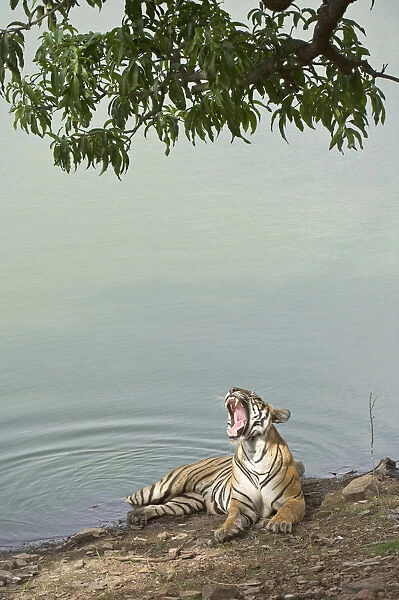 Bengal Tiger -Panthera tigris tigris- resting at a water hole, Ranthambore Tiger Reserve, India