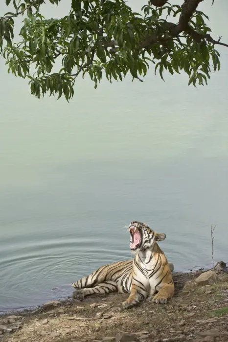 Framed Print : Bengal Tiger -Panthera tigris tigris- resting at a water hole, Ranthambore Tiger Reserve, India Framed Print : Bengal Tiger -Panthera tigris tigris- resting at a water hole, Ranthambore Tiger Reserve, India