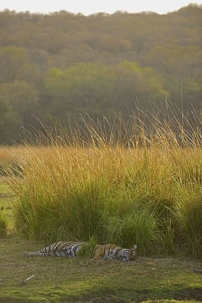 Bengal Tiger -Panthera tigris tigris-, sleeping, Ranthambhore National Park, Sawai Madhopur, India