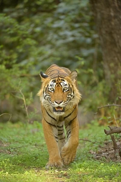 Bengal Tiger -Panthera tigris tigris- walking in the forest, Ranthambhore National Park, Sawai Madhopur, India