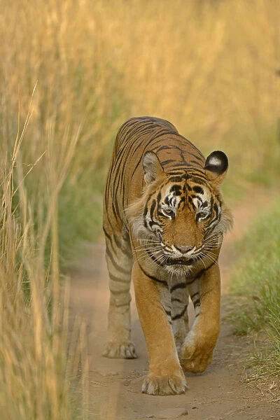 Bengal Tiger -Panthera tigris tigris- walking along path, Ranthambhore National Park, Sawai Madhopur, India