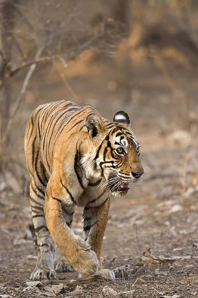Bengal Tiger -Panthera tigris tigris- walking in the dry forest of Ranthambore Tiger Reserve, India