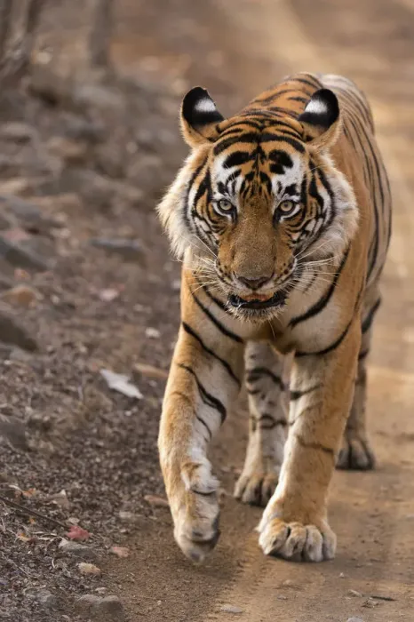 Framed Print : Bengal Tiger -Panthera tigris tigris- walking in the dry forest of Ranthambore Tiger Reserve, India Framed Print : Bengal Tiger -Panthera tigris tigris- walking in the dry forest of Ranthambore Tiger Reserve, India