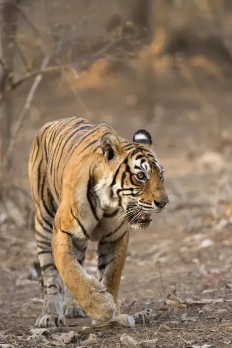 Framed Print : Bengal Tiger -Panthera tigris tigris- walking in the dry forest of Ranthambore Tiger Reserve, India Framed Print : Bengal Tiger -Panthera tigris tigris- walking in the dry forest of Ranthambore Tiger Reserve, India