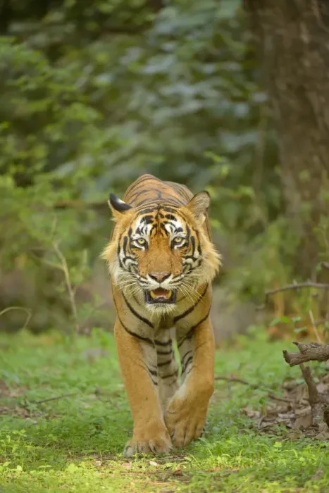 Framed Print : Bengal Tiger -Panthera tigris tigris- walking in the forest, Ranthambhore National Park, Sawai Madhopur, India Framed Print : Bengal Tiger -Panthera tigris tigris- walking in the forest, Ranthambhore National Park, Sawai Madhopur, India