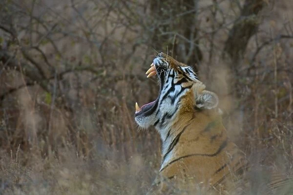 Bengal Tiger -Panthera tigris tigris- yawning in the dry forests of Ranthambore Tiger Reserve, India
