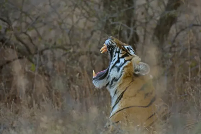 Framed Print : Bengal Tiger -Panthera tigris tigris- yawning in the dry forests of Ranthambore Tiger Reserve, India Framed Print : Bengal Tiger -Panthera tigris tigris- yawning in the dry forests of Ranthambore Tiger Reserve, India
