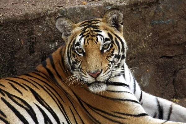 Bengal tiger, or Royal Bengal tiger (Panthera tigris tigris, previously Panthera tigris bengalensis), Kerala, India, Asia