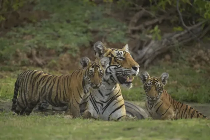 Framed Print : Bengal Tigers -Panthera tigris tigris-, female with cubs at a waterhole, Ranthambore Tiger Reserve, India Framed Print : Bengal Tigers -Panthera tigris tigris-, female with cubs at a waterhole, Ranthambore Tiger Reserve, India