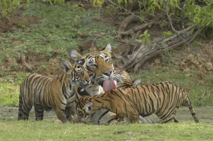 Framed Print : Bengal Tigers -Panthera tigris tigris-, female with cubs at a waterhole, Ranthambore Tiger Reserve, India Framed Print : Bengal Tigers -Panthera tigris tigris-, female with cubs at a waterhole, Ranthambore Tiger Reserve, India