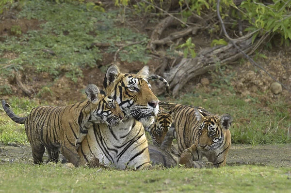 Bengal Tigers -Panthera tigris tigris-, female with cubs at a waterhole, Ranthambore Tiger Reserve, India