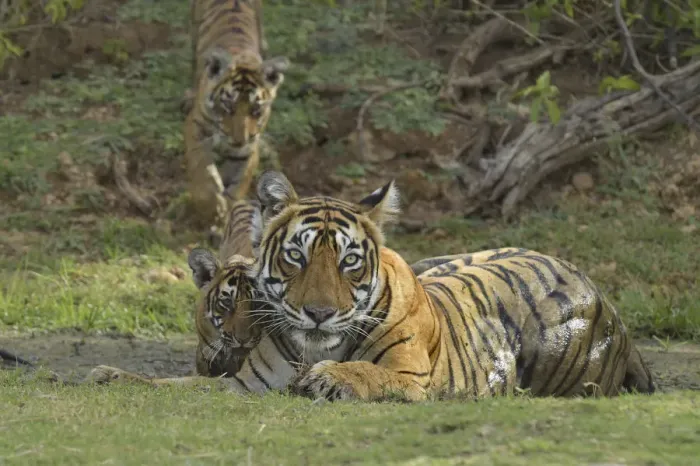 Framed Print : Bengal Tigers -Panthera tigris tigris-, female with cubs at a waterhole, Ranthambore Tiger Reserve, India Framed Print : Bengal Tigers -Panthera tigris tigris-, female with cubs at a waterhole, Ranthambore Tiger Reserve, India