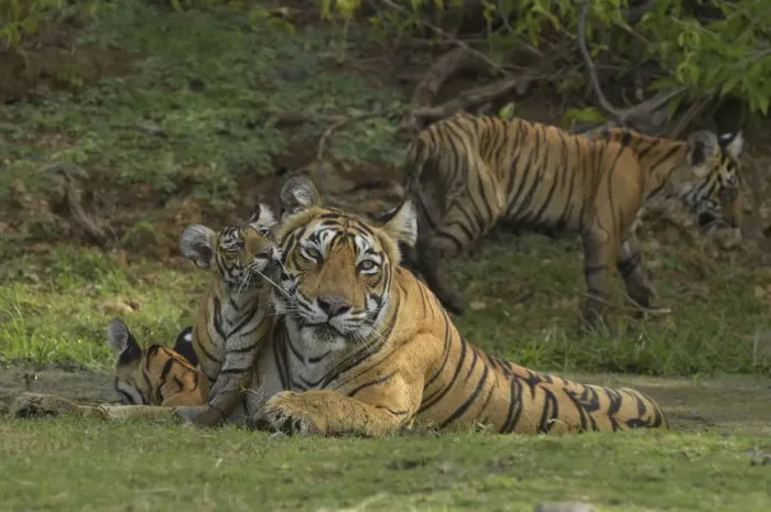 Framed Print : Bengal Tigers -Panthera tigris tigris-, female with cubs at a waterhole, Ranthambore Tiger Reserve, India