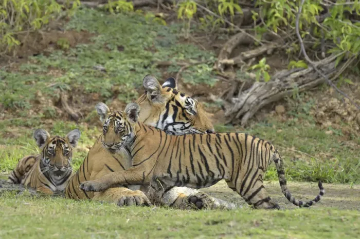 Framed Print : Bengal Tigers -Panthera tigris tigris-, female with cubs at a waterhole, Ranthambore Tiger Reserve, India Framed Print : Bengal Tigers -Panthera tigris tigris-, female with cubs at a waterhole, Ranthambore Tiger Reserve, India