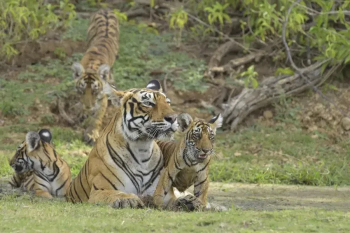 Framed Print : Bengal Tigers -Panthera tigris tigris-, female with cubs at a waterhole, Ranthambore Tiger Reserve, India Framed Print : Bengal Tigers -Panthera tigris tigris-, female with cubs at a waterhole, Ranthambore Tiger Reserve, India