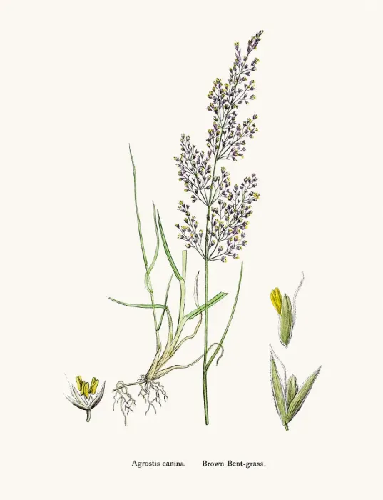 Framed Print : Bentgrass used to feed cattle