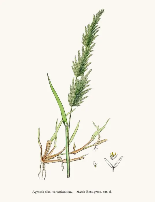 Framed Print : Bentgrass used to feed cattle Framed Print : Bentgrass used to feed cattle
