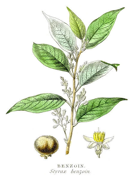 Benzoin gum plant engraving 1857