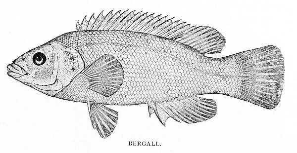 Bergall fish engraving 1898