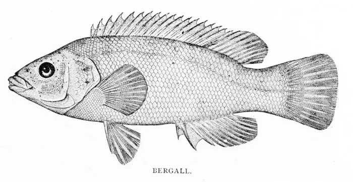 Framed Print : Bergall fish engraving 1898 Framed Print : Bergall fish engraving 1898