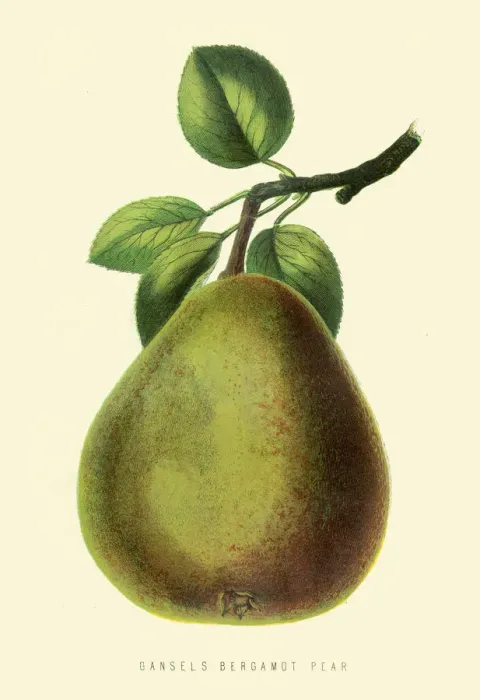 Framed Print : Bergamot Pear illustration 1874 Framed Print : Bergamot Pear illustration 1874