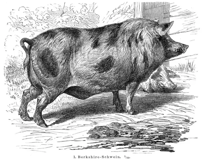 Framed Print : Berkshire Pigs engraving 1895