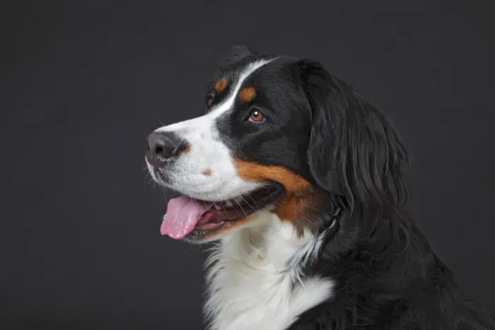 Framed Print : Bernese Mountain Dog, bitch, portrait, Germany Framed Print : Bernese Mountain Dog, bitch, portrait, Germany