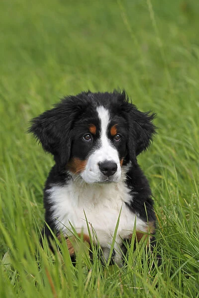 Bernese Mountain Dog -Canis lupus familiaris-, puppy, portrait