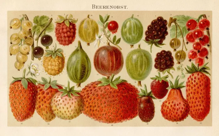 Framed Print : Berries Lithograph 1895 Framed Print : Berries Lithograph 1895