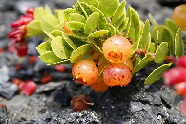 Berries on a lush ohelo shrub -Vaccinium reticulatum-, Hawaii Volcanoes National Park, Big Island, Hawaii, USA