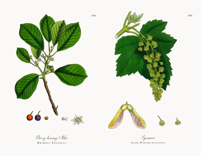 Framed Print : Berry-bearing Alder, Rhamnus Frangula, Victorian Botanical Illustration, 1863 Framed Print : Berry-bearing Alder, Rhamnus Frangula, Victorian Botanical Illustration, 1863