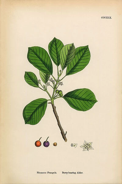 Berry-bearing Alder, Rhamnus Frangula, Victorian Botanical Illustration, 1863