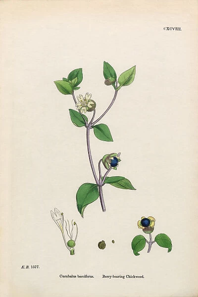 Berry-bearing Chickweed, Cucubalus Bacciferus, Victorian Botanical Illustration, 1863