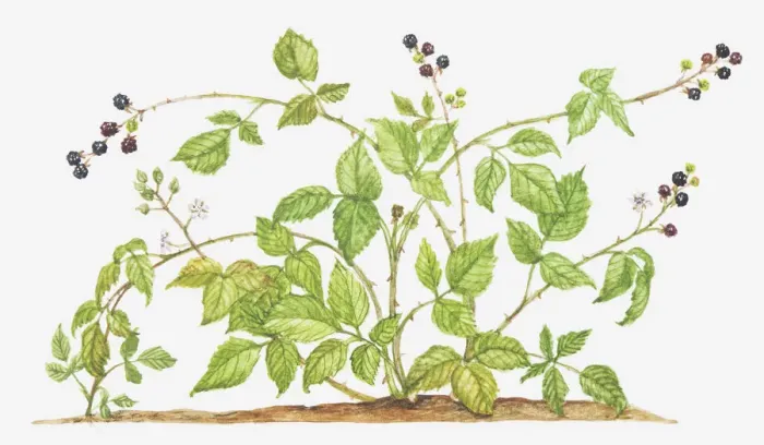 Framed Print : berry, berry fruit, botany, cut out, blackberry, brambleberry, flower, foliage, fruit Framed Print : berry, berry fruit, botany, cut out, blackberry, brambleberry, flower, foliage, fruit
