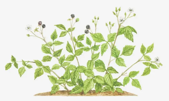 Framed Print : berry, berry fruit, botany, cut out, dewberry, flower, foliage, fruit, growth, leaf Framed Print : berry, berry fruit, botany, cut out, dewberry, flower, foliage, fruit, growth, leaf