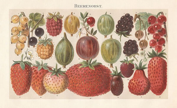 Berry fruit, lithograph, published in 1897