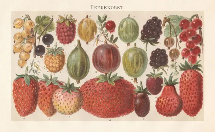 Framed Print : Berry fruit, lithograph, published in 1897 Framed Print : Berry fruit, lithograph, published in 1897