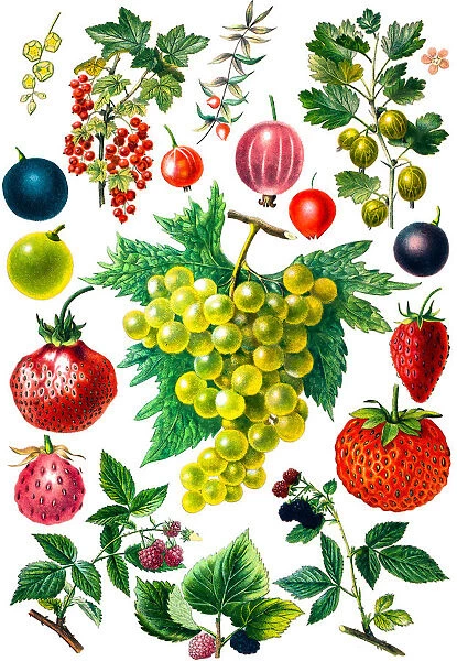 Berry fruit set