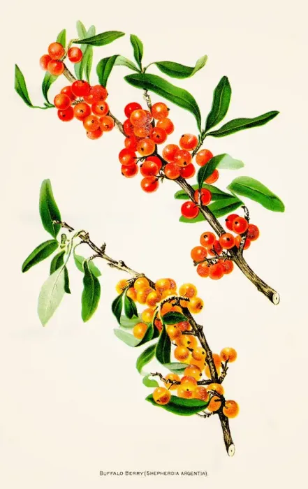 Framed Print : Berry illustration 1892 Framed Print : Berry illustration 1892