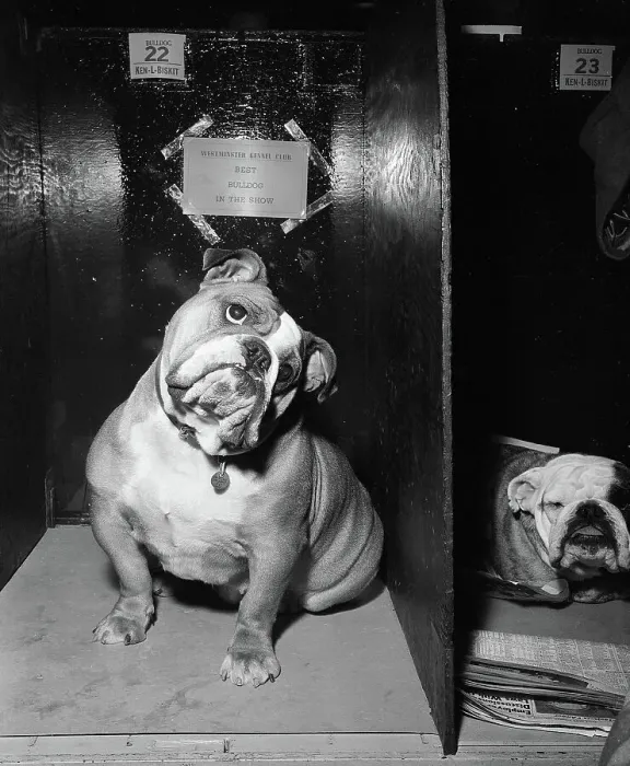 Framed Print : Best Bulldog Looking Sad with Head Tilted Framed Print : Best Bulldog Looking Sad with Head Tilted