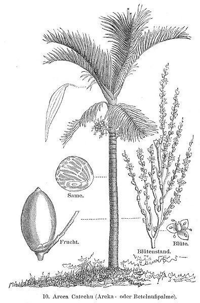 Betel palm engraving 1895