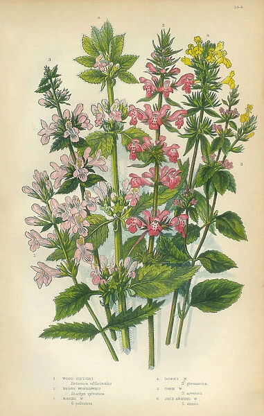 Betony, Stachys, Woundwort, Victorian Botanical Illustration
